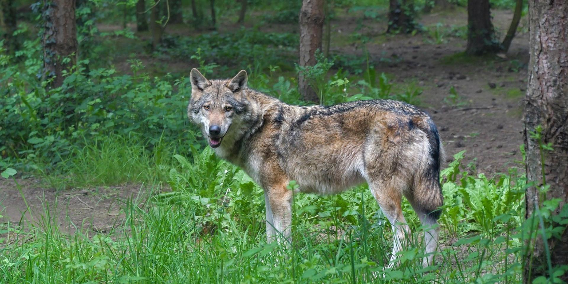 De wolf in de gemeente Raalte